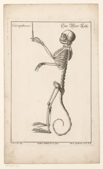 Skelet van een meerkat