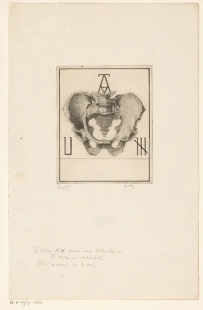 Skelet van het bekken tussen letters