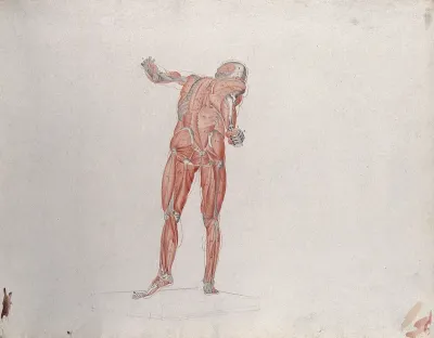 Skeletal and myologic structure of the 'Borghese Gladiator' statue, seen from behind, with a small pencil sketch of a scapula