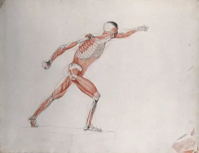 Skeletal and myologic structure of the 'Borghese Gladiator' statue: the figure is presented as an écorché