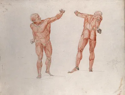 Skeletal and myologic structure of the 'Borghese Gladiator' statue: two figures presented as écorchés, with a small pencil sketch of a nude also included
