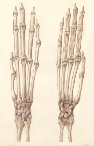 Skeletal hands