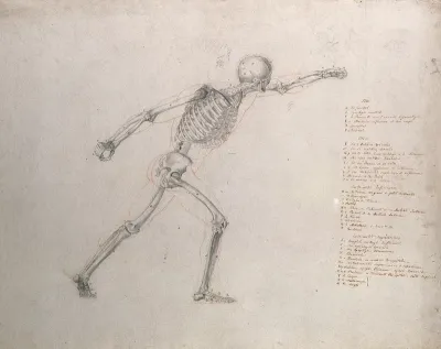 Skeletal structure of the 'Borghese Gladiator' statue