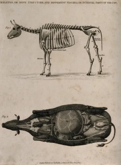 Skeleton and dissection of a cow: two figures, above, a side view of the skeleton, below, a dissection of the underside of a cow, showing the internal organs