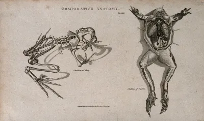 Skeleton and dissection of a frog, the latter showing the internal organs