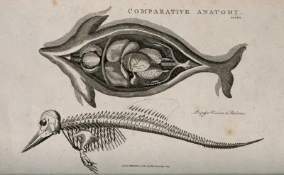 Skeleton and dissection of a porpoise, the latter showing the internal organs