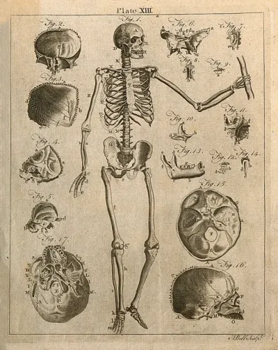 Skeleton, front view, with bones of the skull: seventeen figures
