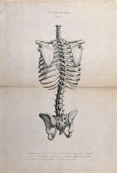 Skeleton: illustration of the pelvis, spine and ribcage, seen from behind