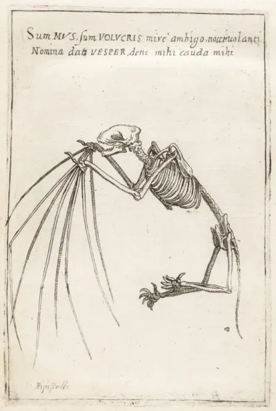 Skeleton of a Bat