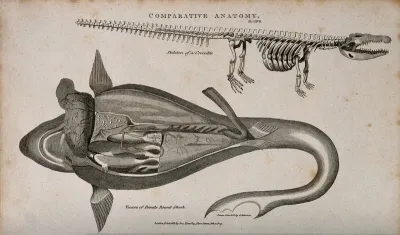 Skeleton of a crocodile with a dissection of a female round shark
