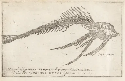 Skeleton of a Gurnard