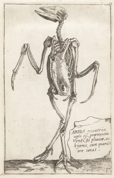 Skeleton of a Heron