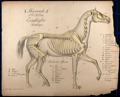 Skeleton of a horse in motion