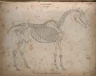 Skeleton of a horse: outline diagram