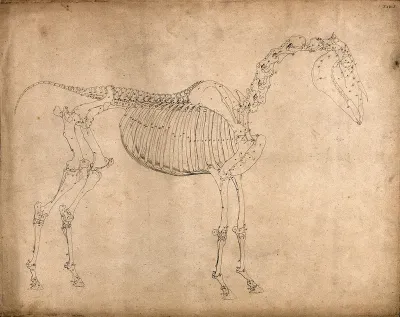 Skeleton of a horse: outline drawing, side view