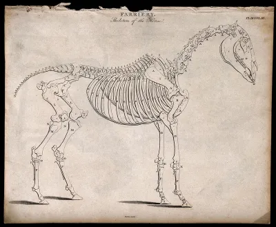 Skeleton of a horse: side view