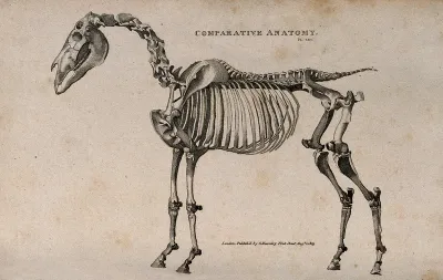 Skeleton of a horse: side view