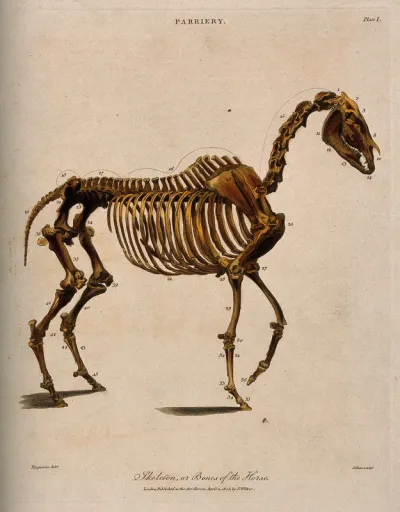 Skeleton of a horse: side view