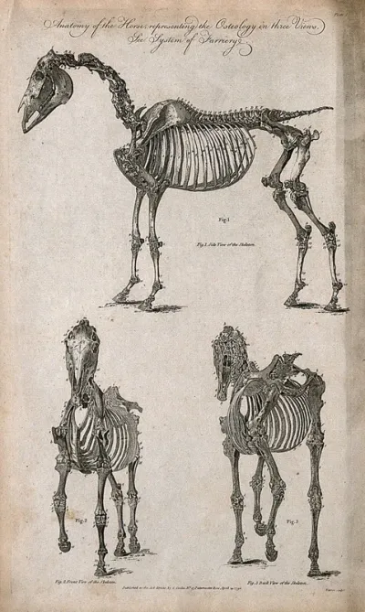 Skeleton of a horse: three views