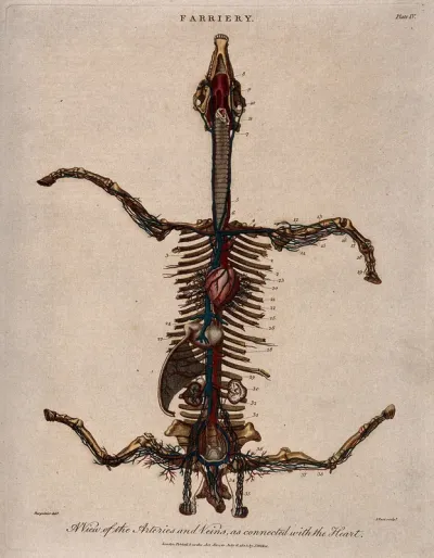 Skeleton of a horse, viewed from above with legs outstretched, showing the heart and arteries