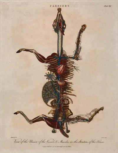 Skeleton of a horse, viewed from above with legs outstretched, showing the heart, muscles and blood vessels