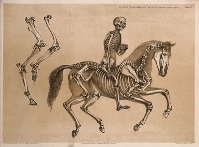 Skeleton of a man, riding the skeleton of a horse: three figures, including a comparison between the leg and foot bones of a man, and those of a horse
