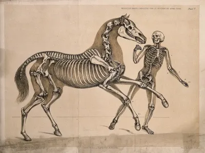 Skeleton of a man, with the skeleton of a horse, in action