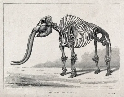 Skeleton of a mastodon