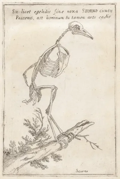 Skeleton of a Starling