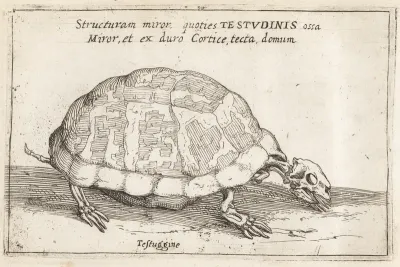 Skeleton of a Tortoise