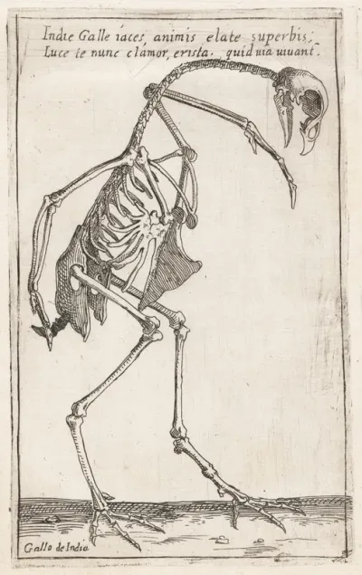 Skeleton of a Turkey