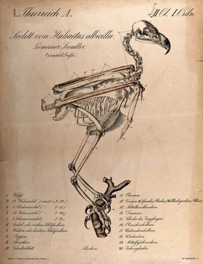 Skeleton of a white-tailed eagle