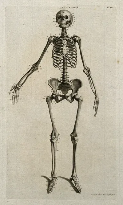 Skeleton of a woman: anterior view