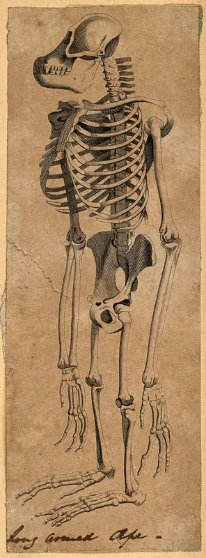 Skeleton of an ape