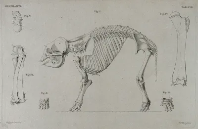 Skeleton of an elephant: six figures including a side view of the skeleton, with details of the bones of the limbs and feet