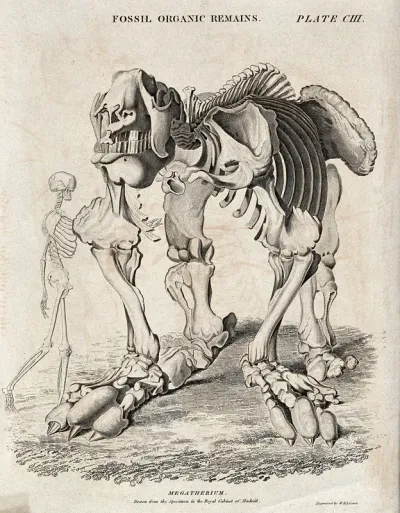 Skeleton of the Megatherium next to a human skeleton