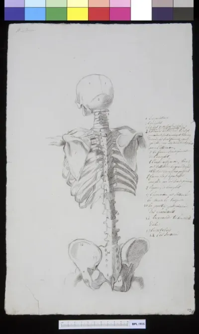 Skeleton of the torso, seen from behind
