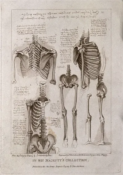 Skeleton of thorax, pelvis, arms and legs: six figures