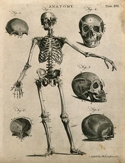 Skeleton with left arm extended, front view, and skull bones