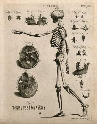 Skeleton with left arm extended, side view, with eighteen further figures of skull bones and teeth