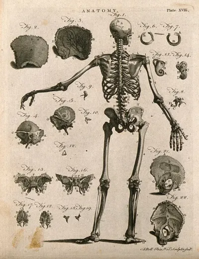 Skeleton with left arm extended, view from behind, with 21 further figures of skull bones