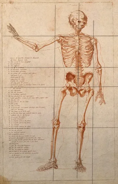 Skeleton with right arm raised, seen from the front