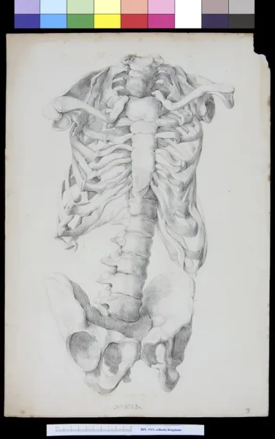 Skeleton without the limbs