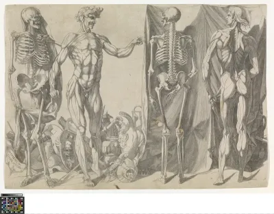 Skeletons and Écorchés