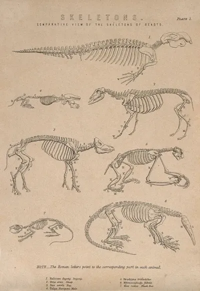 Skeletons of a dugong (halicore), a sheep, a pig, a mole, a three-toed sloth, a black rat and an anteater