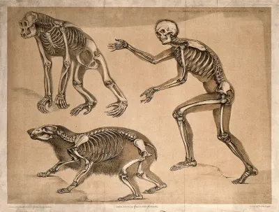 Skeletons of a man, an ape and a bear: three figures