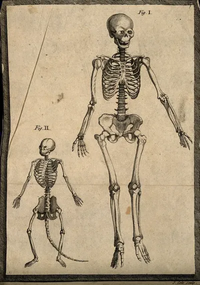 Skeletons of a man and an ape(?)
