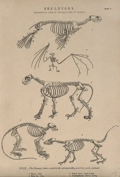 Skeletons of a seal, a bat, a lion, a coatimondi, and a lotong (monkey) Line engraving, 1830/1870?