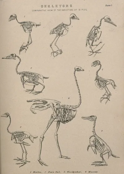Skeletons of eight species of bird including a pigeon hawk (merlin), a barn owl, a woodpecker, a maccaw and an ostrich (?) Line engraving, 1830/1870?