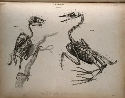 Skeletons of two varieties of birds